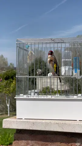 #gardelina #cardellino #birds #songbirds #jilguero #lovbirds🐦 #lovbirds #birdsong2020 #canary #goldfinch #chardonneret_ #siskin#birdsong #lovbird #nature 