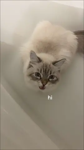 Kulfi likes to chat when shes in the tub 😼