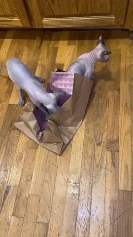 #sphynxcat #sphynx #cats #cattoys #catnip #catnipbag #pets #PetsOfTikTok #hairlesscats #hairlesspets 