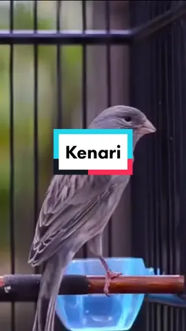 BURUNG CANARI #burunggacorindonesia #burungcililingacor #burungliar😅😅😅 #burungliar #fypsound #fypgakni #fypdong #fypシ #fyp #suaraalam #burungkicau #kicaumania #kicau #kicaumaniaindonesia #burunggacor #burungberkicau #burungcantik🐦🐦 #burungcanary #kenari 