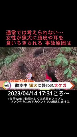 きょうの#ニュースONE は…。#三重 県で4月9日、散歩中の女性が4頭の#猟犬 に襲われ頭皮や耳を食いちぎられるなどの大ケガをしました。 猟犬は狩猟においてどのような役割を果たすのか、なぜ人を襲ってしまったのか。現役の猟師に伺いました。#TikTokでニュース #4月14日 #告知 #PR 