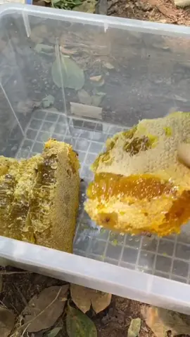 madu murni dari alam #madu #madumurni #madumurah #madusarang #madusaranglebah #maduasli #tiktokshopindonesia #madusarangasli 