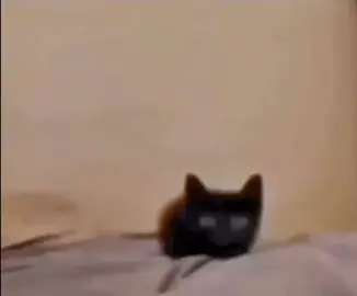 Cat explode 🙁 #fyp #cat #explode #fake 