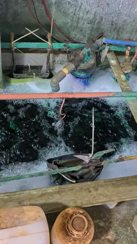 footstep tiger revo #otomotif #ototrend #modifikasi #chromeplating #krom 