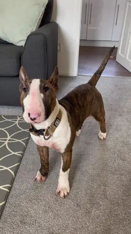 She was a tiny little guinepig when we chose her 🥰 #bullterrier #trending #englishbullterrier #englishbullterriersoftiktok #bully #englishbullterrierpuppies #puppies #bullterrierlover #fyp #dogsoftiktok #foryou #dogtrend #bullterrierpuppy #growingup 