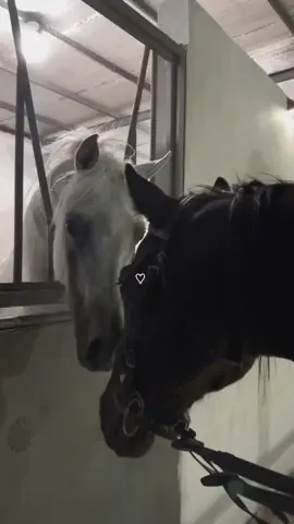 خير القلوب أحنها 🤍✨🥺#explorer #foryou #fypシ #fypシ #حط_قلب_ومتابعة_ماراح_تخسر_شي😇 #حب_خيل🐎 #اكسبلور_لاني_محظورة_مشاهدة #fypシ 