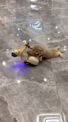 Cat on a motorcycle, animal toys, # cute kittens, # cat toys # cats