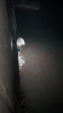 #japanvlogger #vlogger #japanvlogs #japan🇯🇵❣️fypシ #japanlife #goodvibesonly #japan🇯🇵❣️fypシ #ありがとうございます 🙏🙏😍😍hotaruika🦑🦑🦑