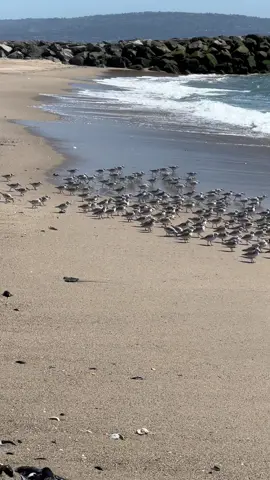 #birds #bird #beach #funny #formation #together #ocean #elsegundo #run #Running #flock #fly #flyaway #sea #cute #nature 