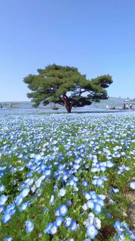 空まで続く蒼色の世界。あなたは見たことがありますか？ 📷  13rd April 2023  📍茨城県 国営ひたち海浜公園  📍Hitachi Seaside Park , Ibaraki Japan  #2023 #ひたち海浜公園 #ネモフィラ #茨城 #hitachiseasidepark #Japan #japantravel 
