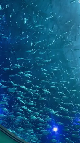 Chiếc sound này dành cho biển hay sao đó. Thật sự quá hay 🐠🐟#phuquoc #biểnxanh #bểcáthuỷsinh 