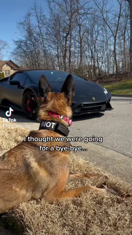 Would you let your dog ride in the Lambo? #dog #lamborghini #malinois 