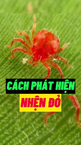 Cách phát hiện nhện đỏ cực dễ ai cũng có thể làm được. #nongnghiep #maivang #nongdan #saurieng #nhệnđỏ #nongduocthaythai  