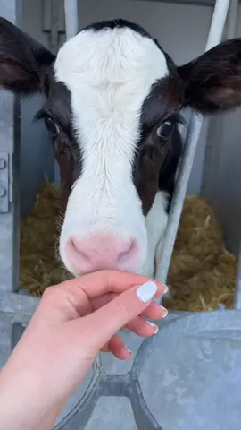🥹 #fypシ #cow #cute #animals 