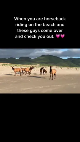 #thatredbarnlady #fyp #ranchlife #farmlife #neverknowwhatyouwillfind #nehalembay #beachriding #ocean #elk #horse 