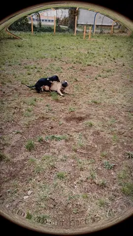 🫶🫶🫶🫶🫶🫶🫶🫶🫶#frenchbulldog #frenchie #frenchiesofinstagram #dogsofinstagram #dog #frenchies #frenchielove #puppy #bulldog #frenchiepuppy #frenchbulldogsofinstagram #dogs #frenchieoftheday #frenchielife #puppylove #frenchiesociety #frenchbulldogs #bulldogfrances #frenchiegram #puppiesofinstagram #Love #instadog #dogstagram #bulldogsofinstagram #bulldogs #puppies #instafrenchie #doglover #bully #bumerthefrenchie