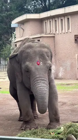 When passion meets purpose 🧠🫀 #veterinaria #vetmed #vetmedstudent 