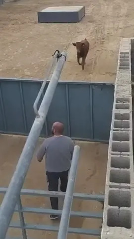 Gran susto en valencia ! 😨#susto #toros #españa #sialostoros🇪🇦 #viral #fyp 
