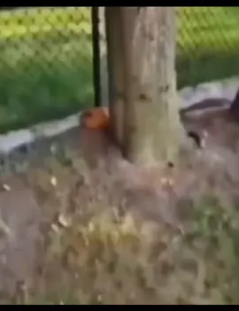 pochita versión Perú ❤ #viralvideo #viral #tiktokponmeenparati #fypシ #fyp #memes #memestiktok #shitposting #chaisawman #pochita #peru