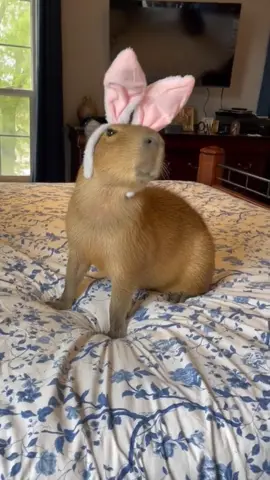 #capybara #capybaratiktok #capybaramemes #capybaralove 