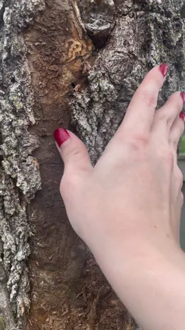 Ash is a mighty tree with wonderful wood😢 #engineering #trees #emeraldashbore #insects #badday