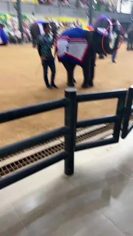 Biểu diễn xiếc voi o thai lan . Qua hay luôn #xiecvoi #xiecthailan 