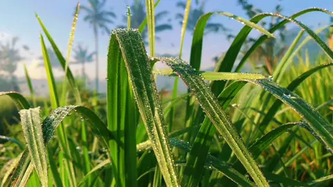 #CapCut | Kurang estetik | #fyp #foryou #foryoupage #cinematic #cinematics #sawah #aesthetic #templatecapcut #xyzbca 