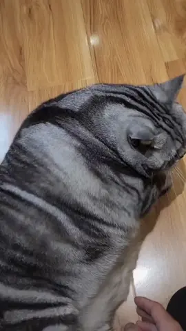 super fat cat #funnycat #fatcat #cats 