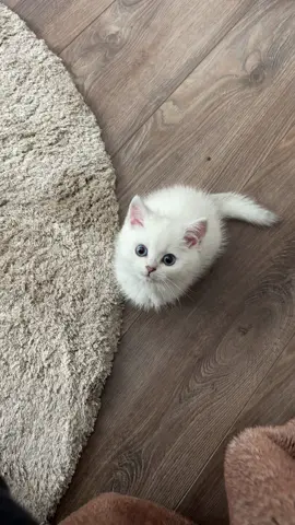 So cute little kitten #kitten #kittencat #cute #funnyvideos #whitekitten #pageforyou🦋 #catslove❤️ #catsmoves💕 