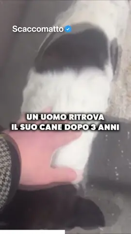 Che mondo meraviglioso sarebbe, se gli uomini avessero il cuore come quello dei cani? ❤️🐶