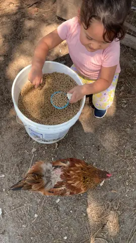 Ella dandole de comer a sus pollos 🐥☺️👧 tardes bonitas ☺️ #pollos #ellafeliz #granja #minigranja #niña #tiktok #viralshorts #videos #👧 #🐔 #tardes #happytime 