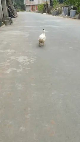 vịt đi catwalk #funnyvideos #xuhuong #tiktok #sưutầm #douyin 