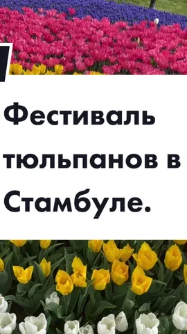 Фестиваль тюльпанов в Стамбуле. #стамбул #тюльпаны #istanbul #lale #tulips 