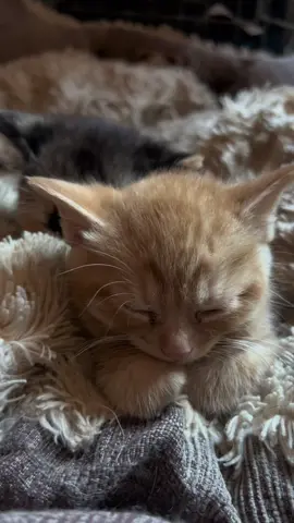 Sleepy baby🥹 #kittensoftiktok #kittens #kittenlover #kittycat #baby #catsoftiktok #cute #gatitostiktok #viral #trending #fyp #gingercat #gingerkitten 
