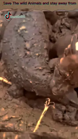 the dog attack to komodo dragon.#video #attack #dogs #fight #wild #animals #grow #dog #for #foryou 