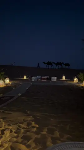 #arabiannights #camels #desert #marocaine🇲🇦 #sky 