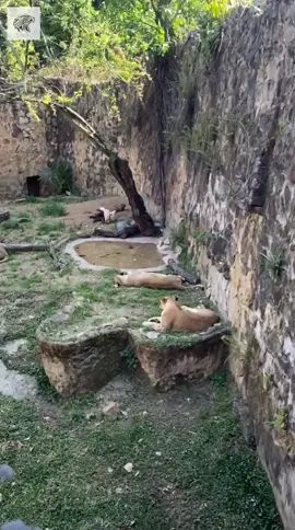 #lioness #animals 