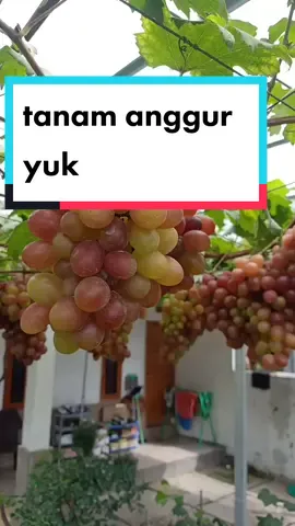 budidaya tanaman angur merah yuk sobat 👇👇👇#menanamanggur #anggurmerah #anggur #anggurmanis #anggurmanis #anggurimport #anggurlokal #anggurlokal #fypage #fypシ #fyp #anggurpohonbrazil 