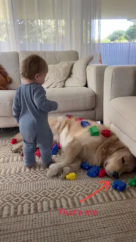 The most patient big brother ❤️     (And before anyone comes for me - baby is not being rough with the dog. Even though we trust Sonny’s gentle nature completely, these two are always closely supervised to ensure both are safe and comfortable) #sonnythegolden #goldenretriever #fyp 