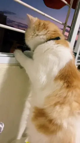 A el le encanta el chisme! 🐈✨❤️ #gato #mishi #cat #mascotas 
