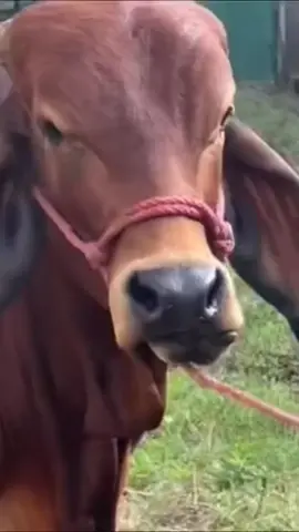 what are you looking at 😳🤨#funny #cow #bombasticsideeye #fypシ #fyp 