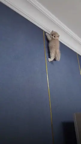 The kitten climbs so high🐈😂🙀#climbcat #kittensoftiktok #kittenlover #petlover #fyp 