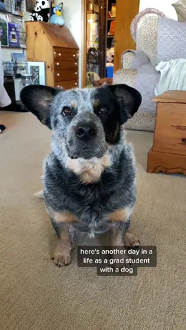 Again, this will highly depend on the individual but I know alot of people assume younger people shouldn’t have animals. Hopefully this way of doing a day in my life was a little more engaging! #dogtok #gradschool #blueheeler #dayinthelifedog #gradschoollife 
