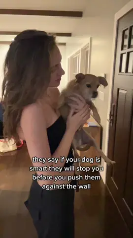 my dog was not a willing participant of this video but he was a trooper #fyp 