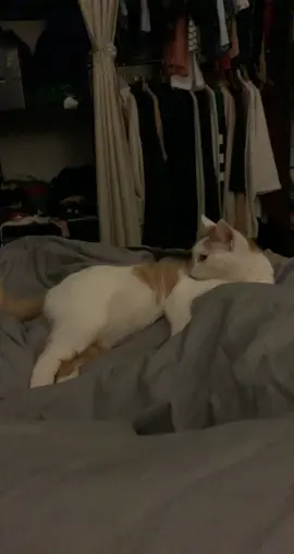 Déhanché de bon matin  #cat #chat  #animaux #rihanna #dance #pourtoi #foryou 