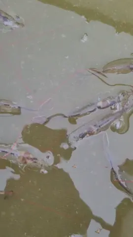 Cho e hỏi gan tôm như thế đẹp hay xấu ,e đang nuôi trên ao đất  e sinh viên đang học ntts chưa có kinh nghiệm mong các ac tư vấn giúp em với ❤️🦞❤️#nuoitrongthuysan #thuysanbaclieu #tômgiong #nuoitomthanhcong #tomgiong #thuysan #tiktok #xuhuong #nuoitomaodat 