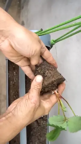como plantar morango em cano de PVC  horta em apartamento  #hortaemvasos #aduboorgânico #horta #hortasuspensa #hortaemvaso #hortalizas #morango #plantarmorangos 