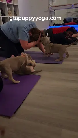Join us for some professional napping on April 23rd in Vaughan! 🐶 #Vaughan #Vaughanfun #todovaughan  #puppylove #gtapuppyyoga #puppyyoga #puppy #yoga #gta #cuddles #hooman #markham #stouffville #richmondhill #todo #goodvibes #torontodateideas #gtadateideas #datenightyyz #torontoyoga #canadiansmallbusinesses #SmallBusiness #smallbusinessowner #SelfCare #Love #treatyourself #MentalHealth