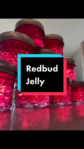 This redbud jelly has been the surprise of the spring! I’ve made a lot of jams and jellies from my harvests over the years but this was by far the most beautiful! Look at that color! #redbudjelly #gardentok #canningtok #growfood 