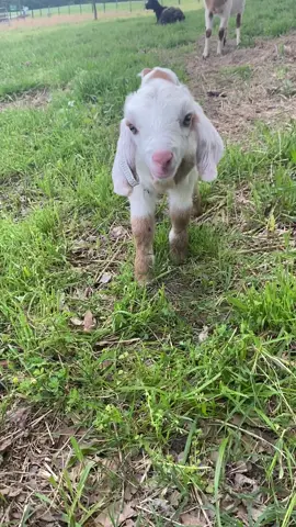 Sweet little baby #babygoatsoftiktok #farmlife #babygoat #farmlife #nicholsonfarms 